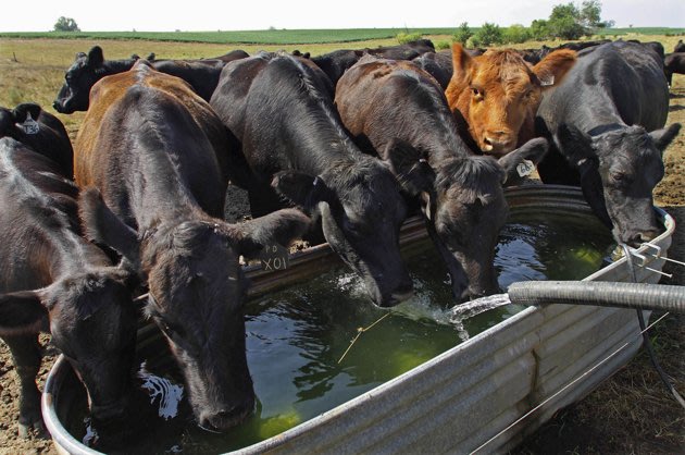 cattle-water.jpg